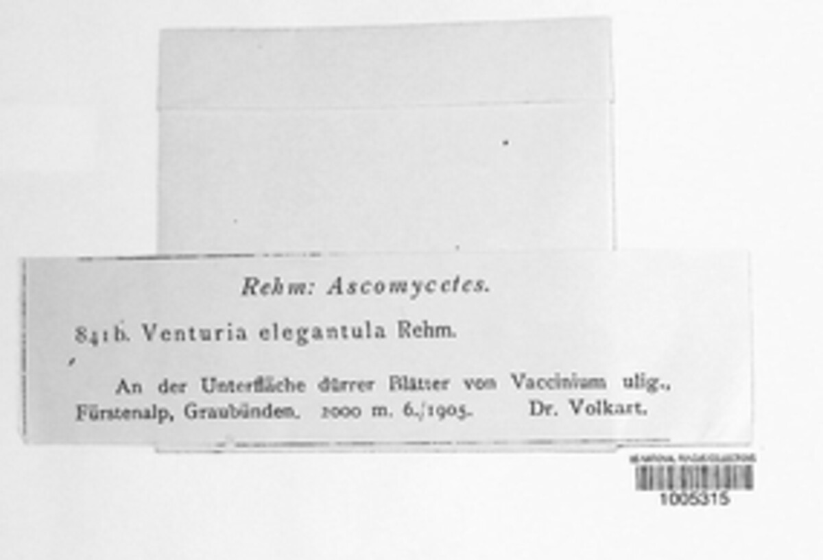 Gibbera elegantula image